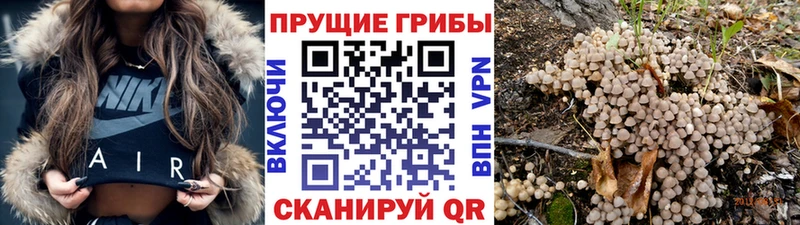 Галлюциногенные грибы мицелий  купить наркоту  Льгов 